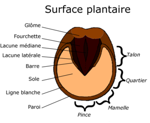 Schéma de la surface plantaire